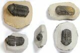 Lot: Assorted Devonian Trilobites - Pieces #119884-2
